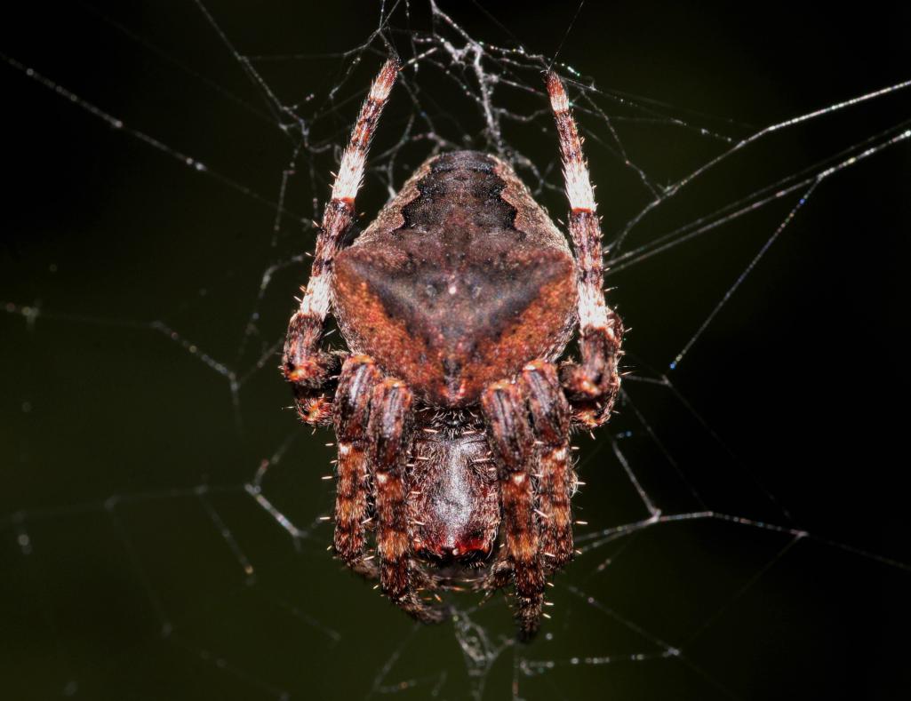 Araneus angulatus -