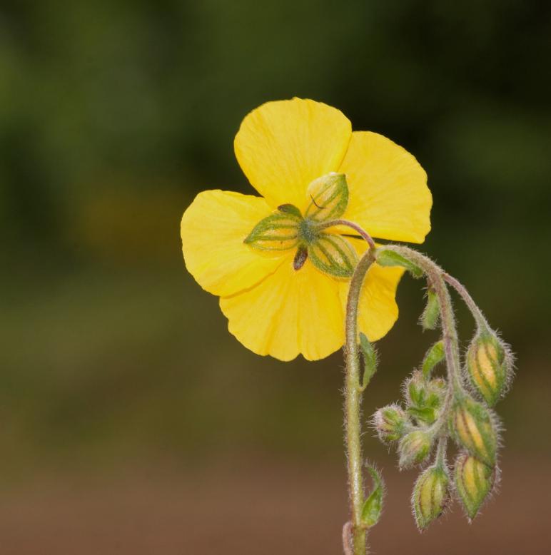 Helianthemum sp.
