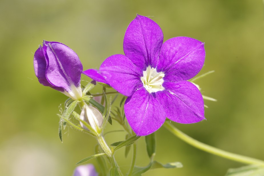 Legousia speculum-veneris