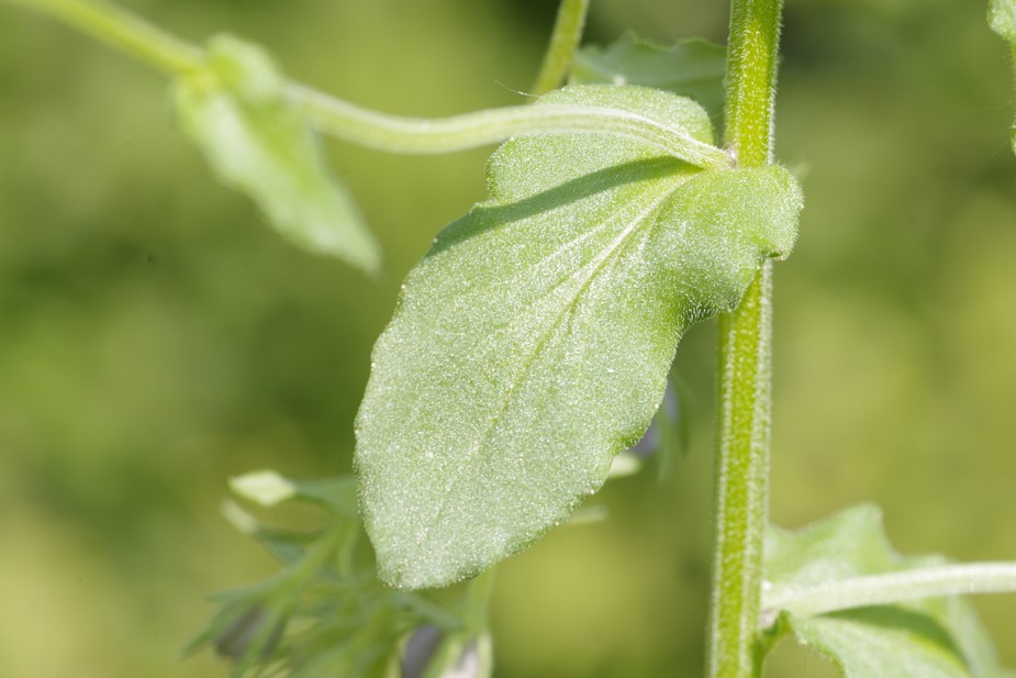Legousia speculum-veneris
