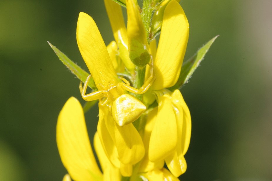 Genista tinctoria