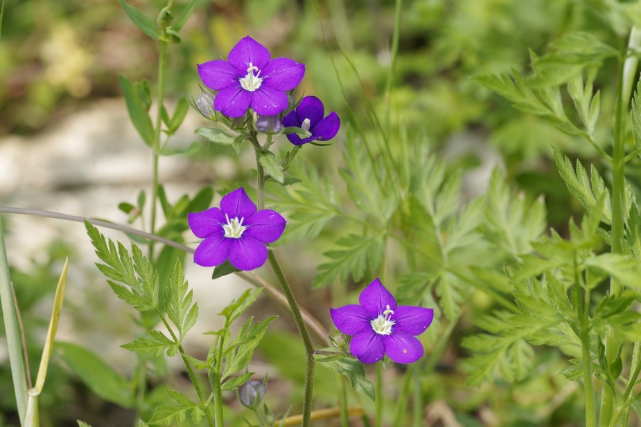 Legousia speculum-veneris