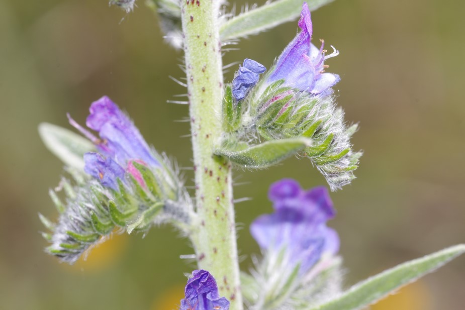 Echium vulgare