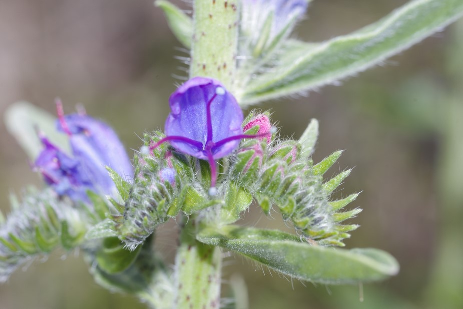 Echium vulgare