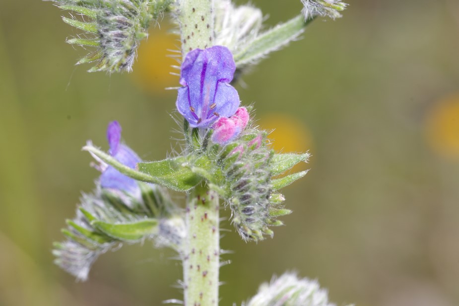 Echium vulgare