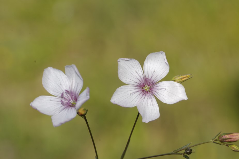 Linum tenuifolium