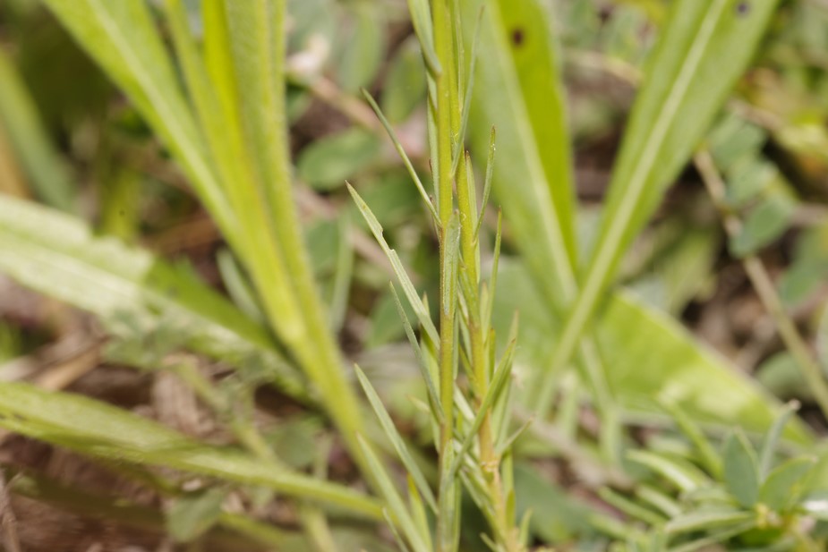 Linum tenuifolium