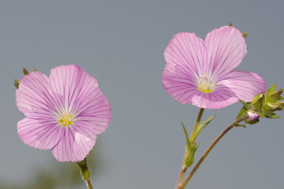 Linum viscosum / Lino malvino
