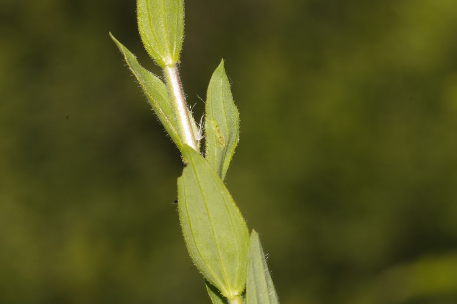 Linum viscosum / Lino malvino