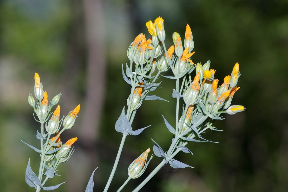 Blackstonia perfoliata