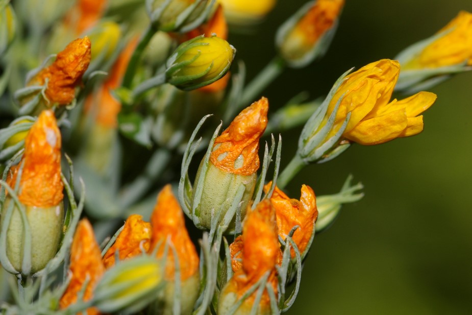 Blackstonia perfoliata
