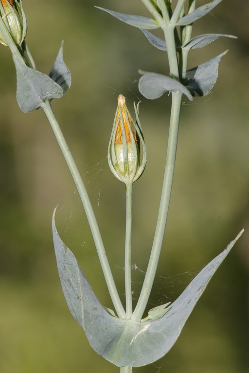 Blackstonia perfoliata