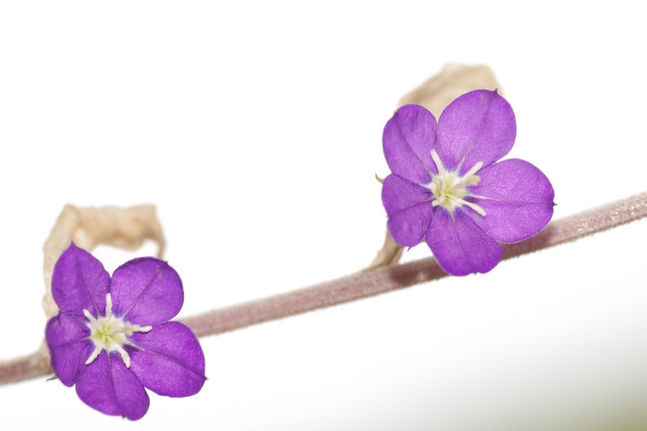 Legousia speculum-veneris