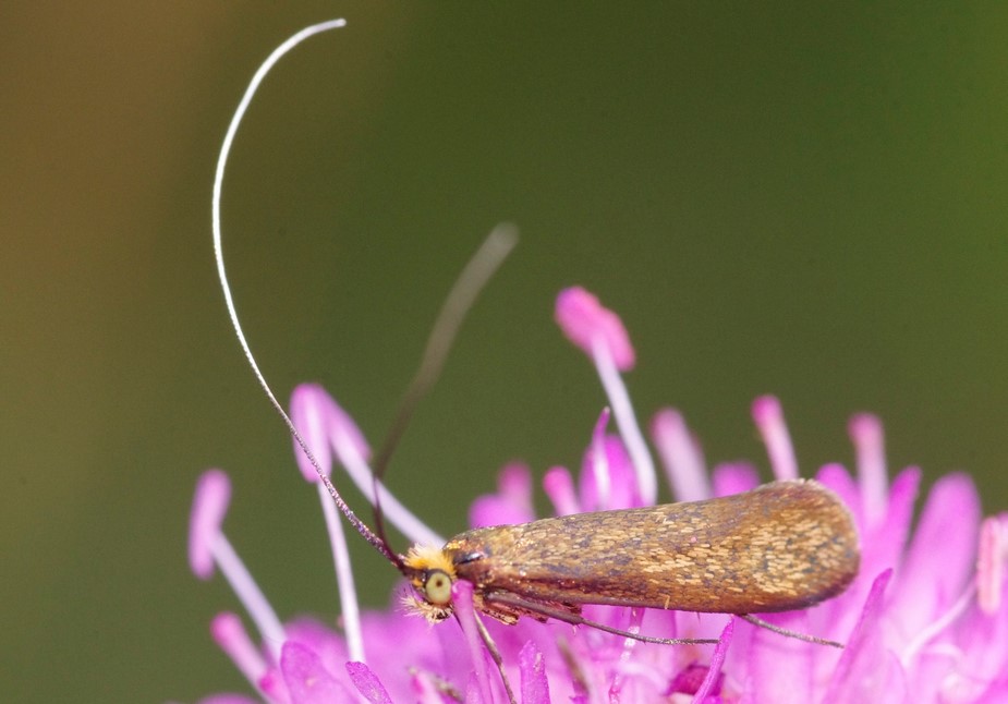 lunghe antenne da determinare