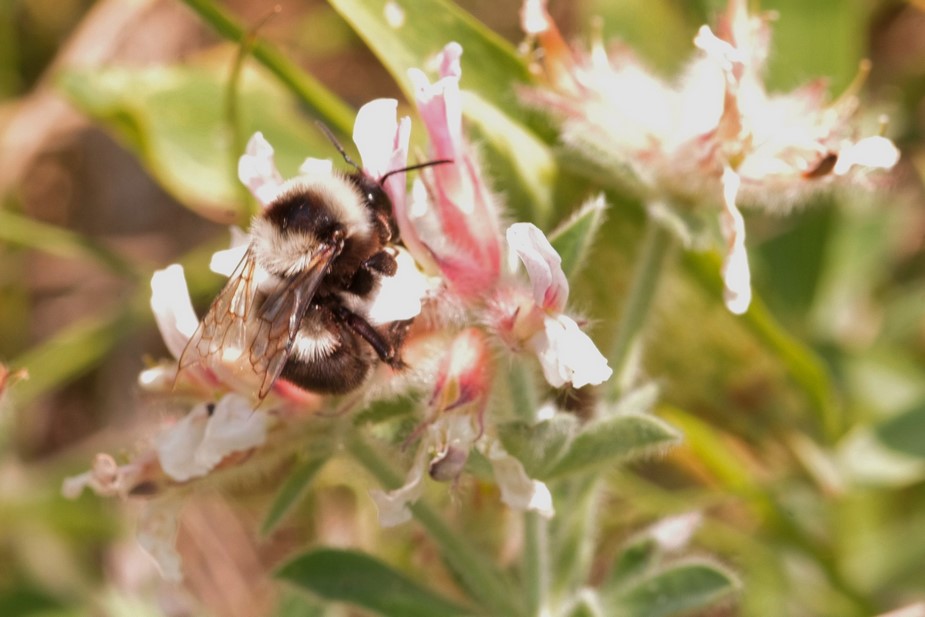 Bombus mesomelas