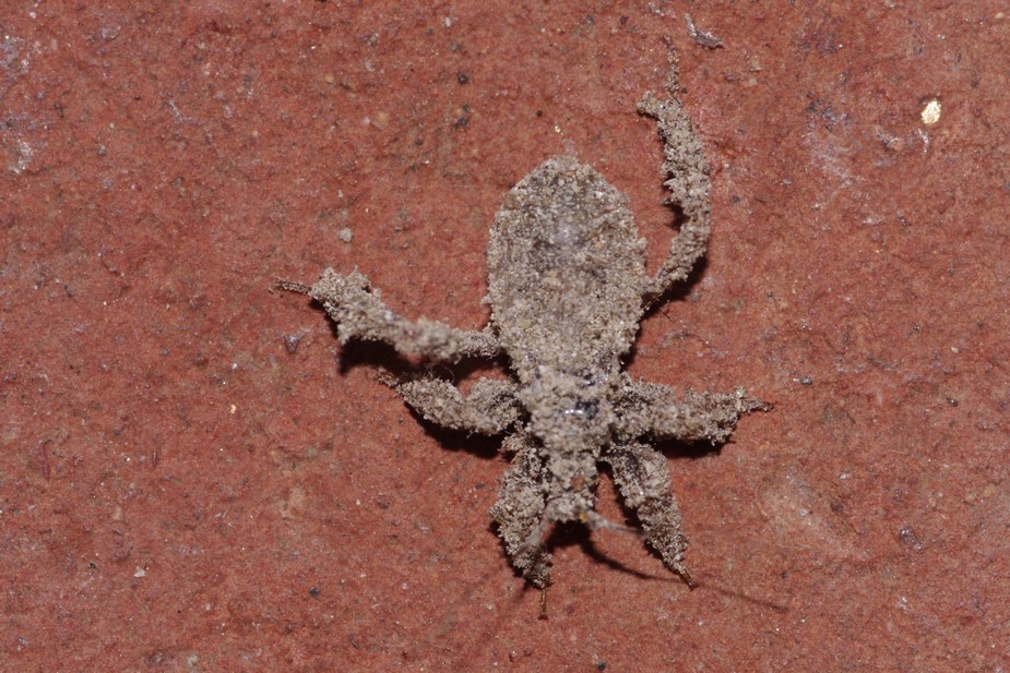 Reduviidae dall'' aspetto sabbioso: R. personatus (juv.)