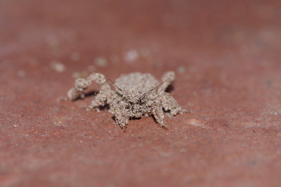 Reduviidae dall'' aspetto sabbioso: R. personatus (juv.)