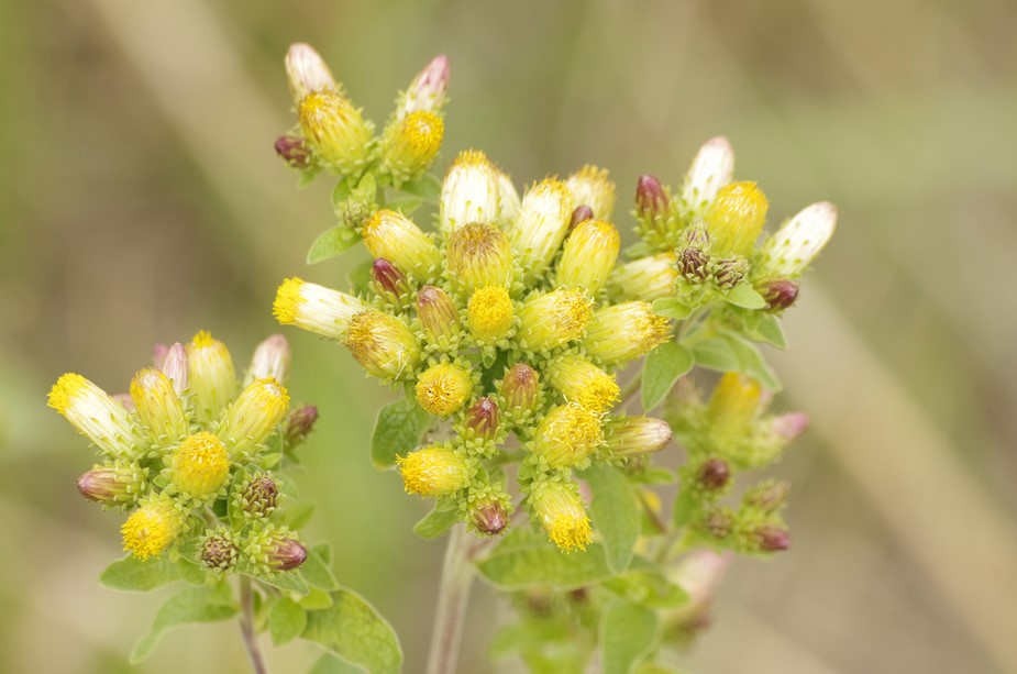 Pentanema conyzae (=Inula conyzae) / Enula baccherina