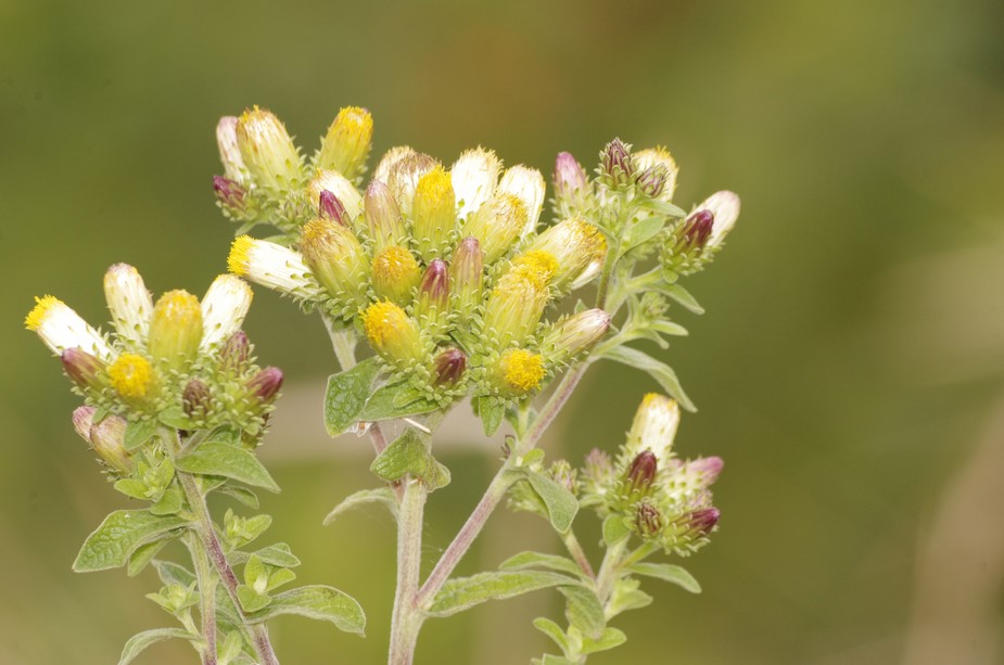 Pentanema conyzae (=Inula conyzae) / Enula baccherina