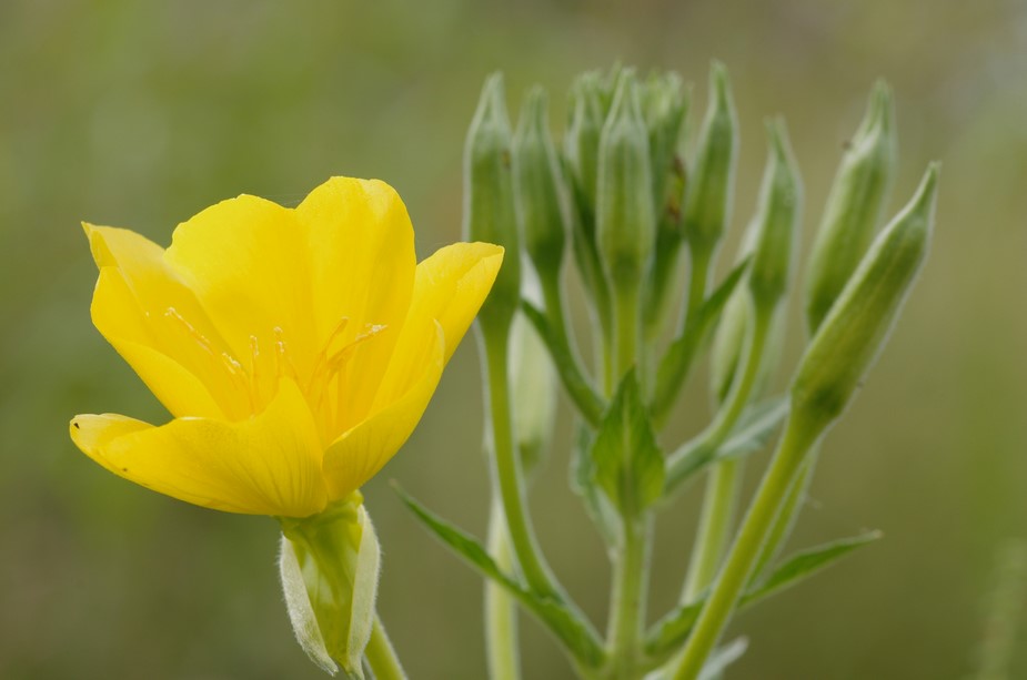 Oenothera stucchii / Enagra di Stucchi