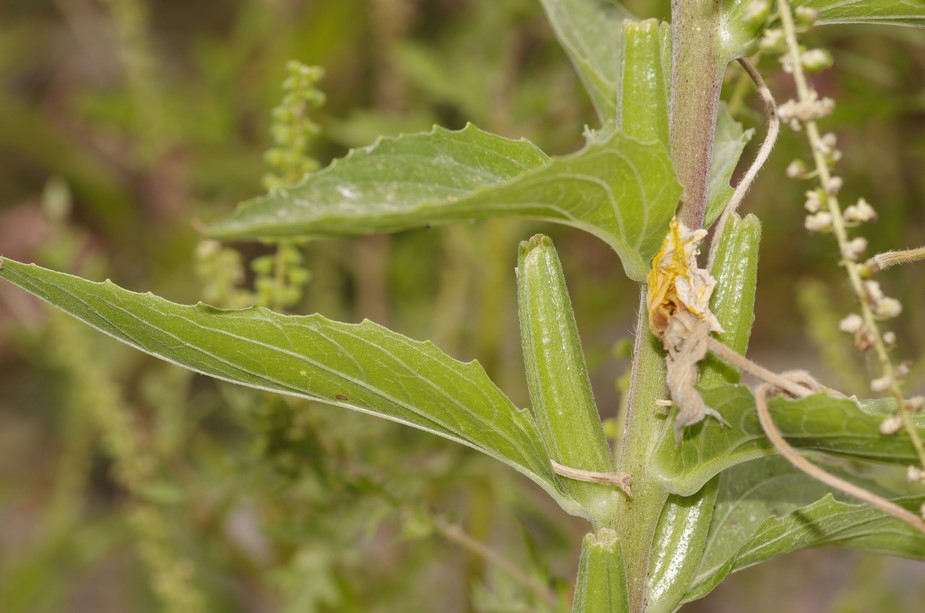 Oenothera stucchii / Enagra di Stucchi