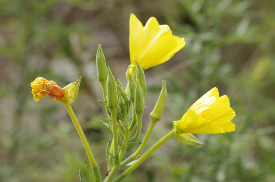 Oenothera stucchii / Enagra di Stucchi