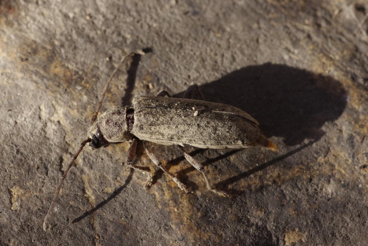 Trichoferus holosericeus, Cerambycidae