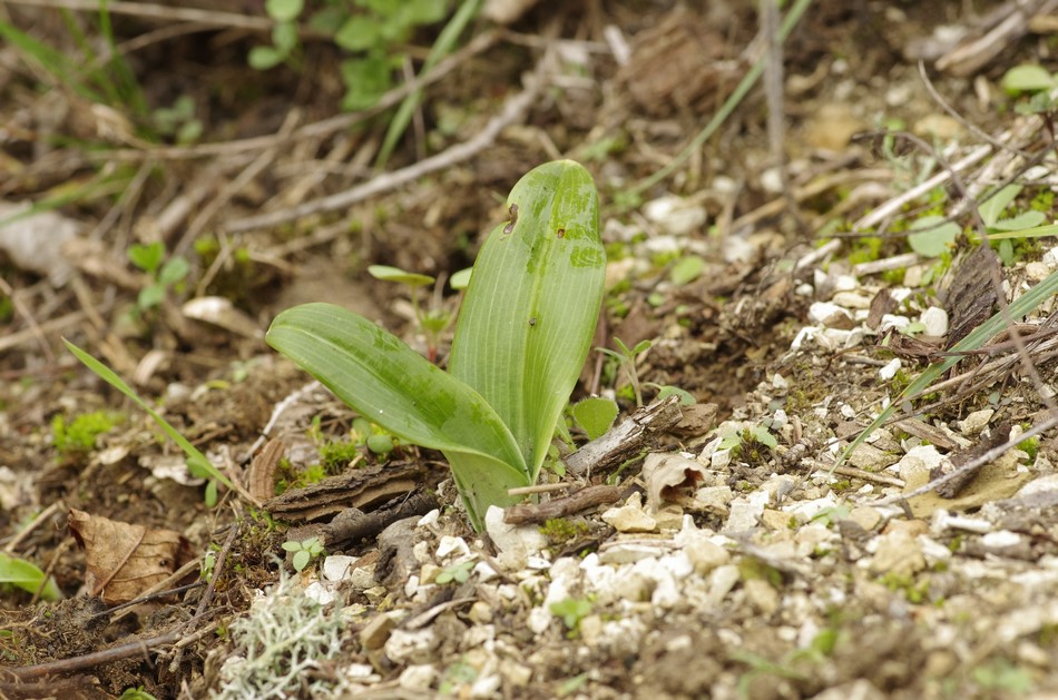 orchidea che ci prova