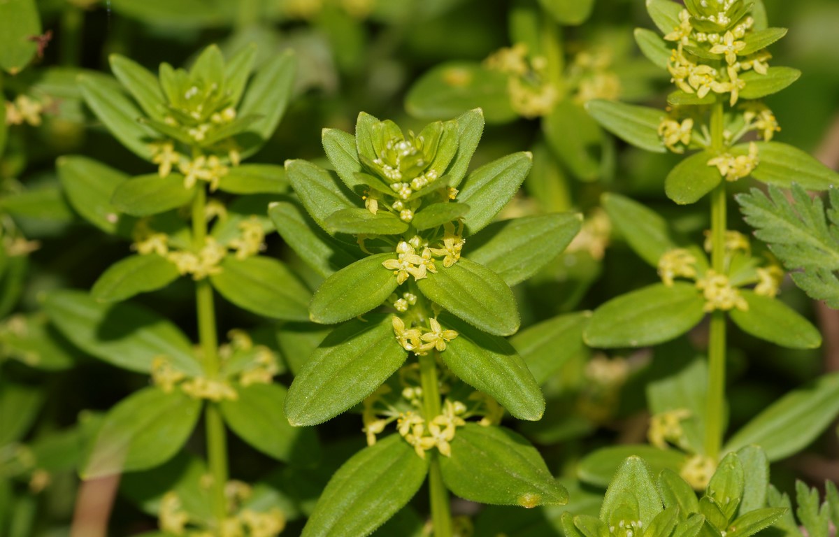 Cruciata glabra