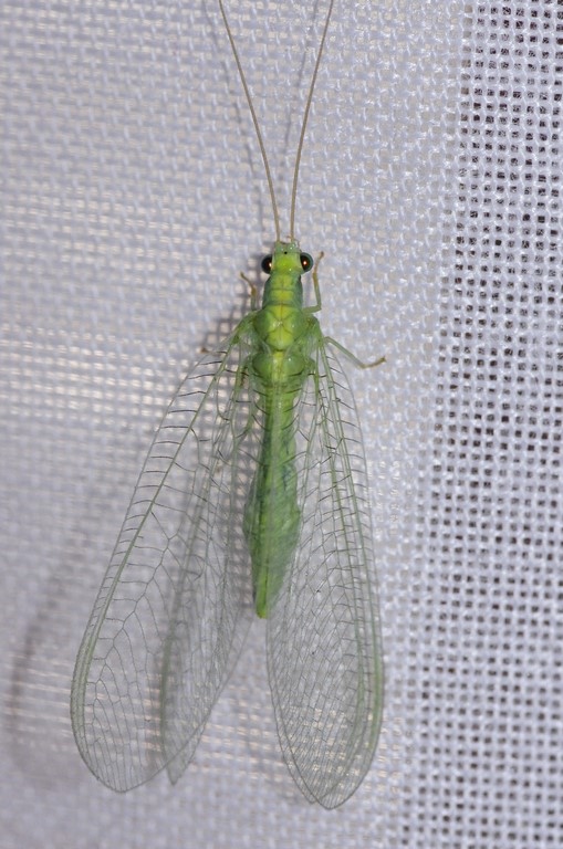 Chrysopidae con addome ingrossato:  Chrysopa pallens