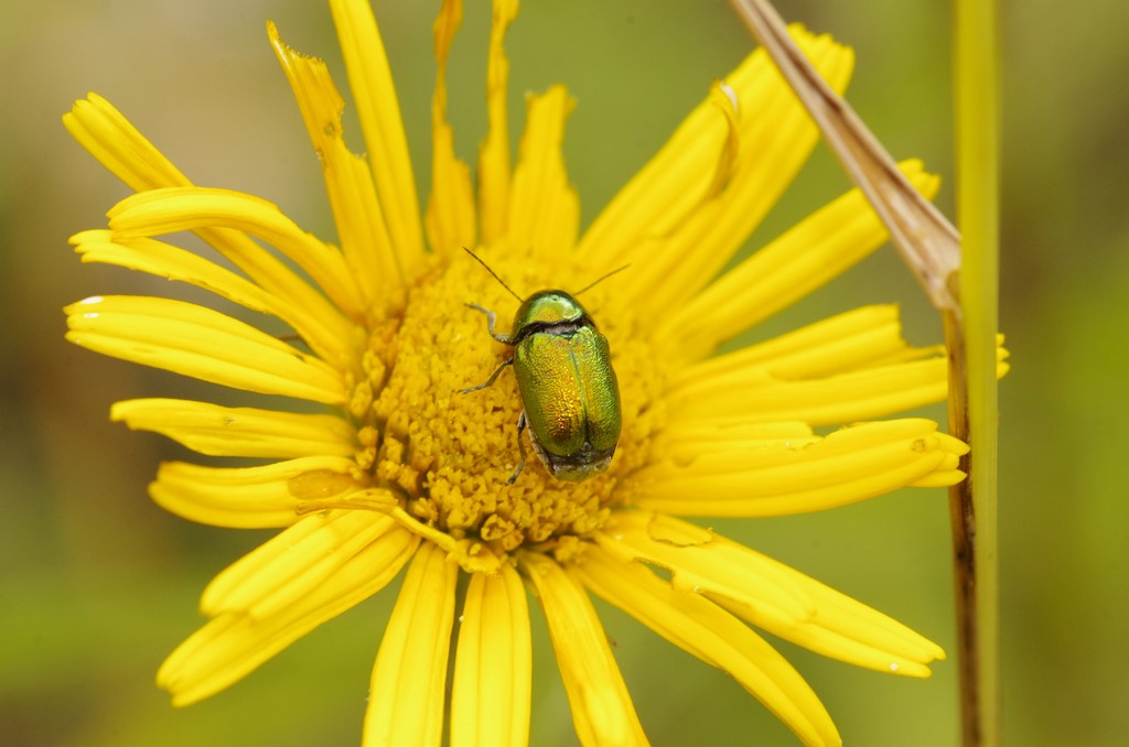 Chrysomelidae: Cryptocephalus zambanellus