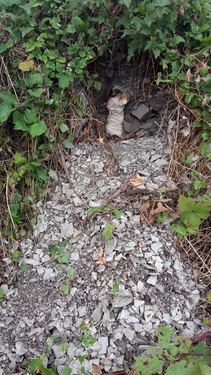 tubero rosicchiato da...?