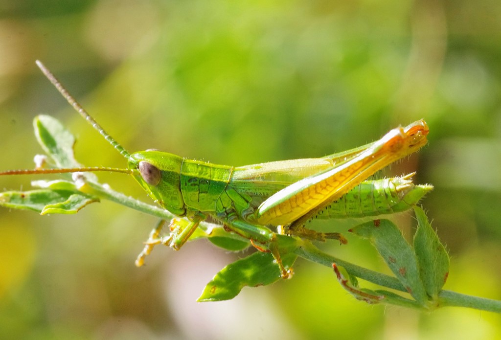 Euthystira brachyptera, maschio  (Acrididae)