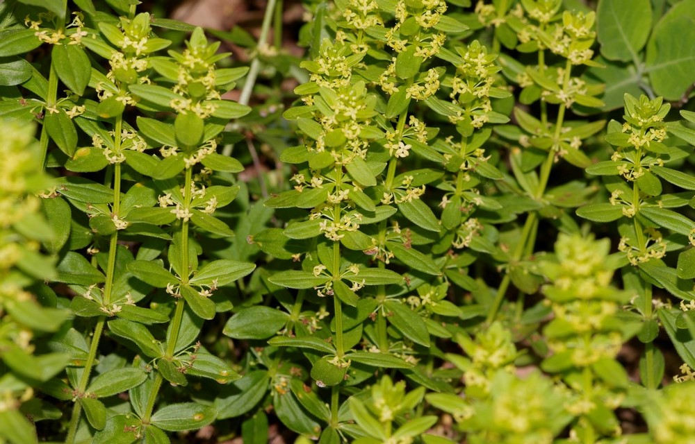 Cruciata glabra