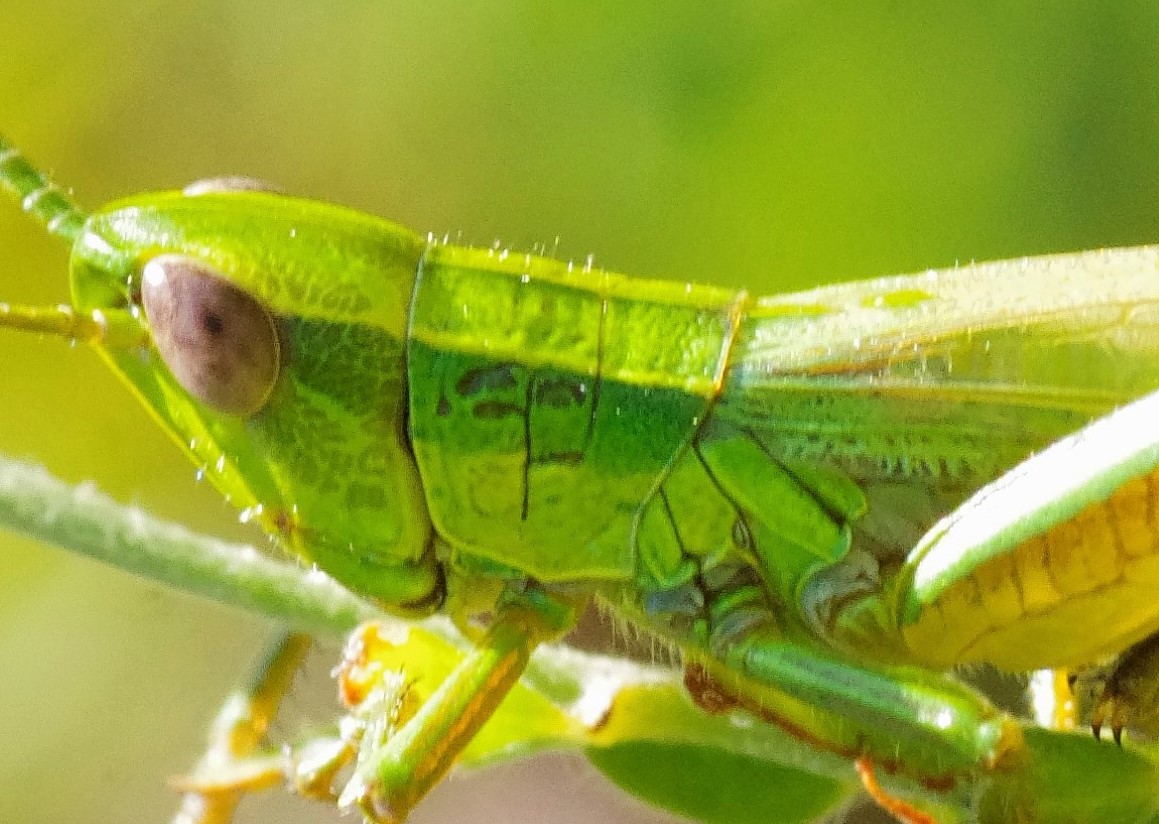 Euthystira brachyptera, maschio  (Acrididae)