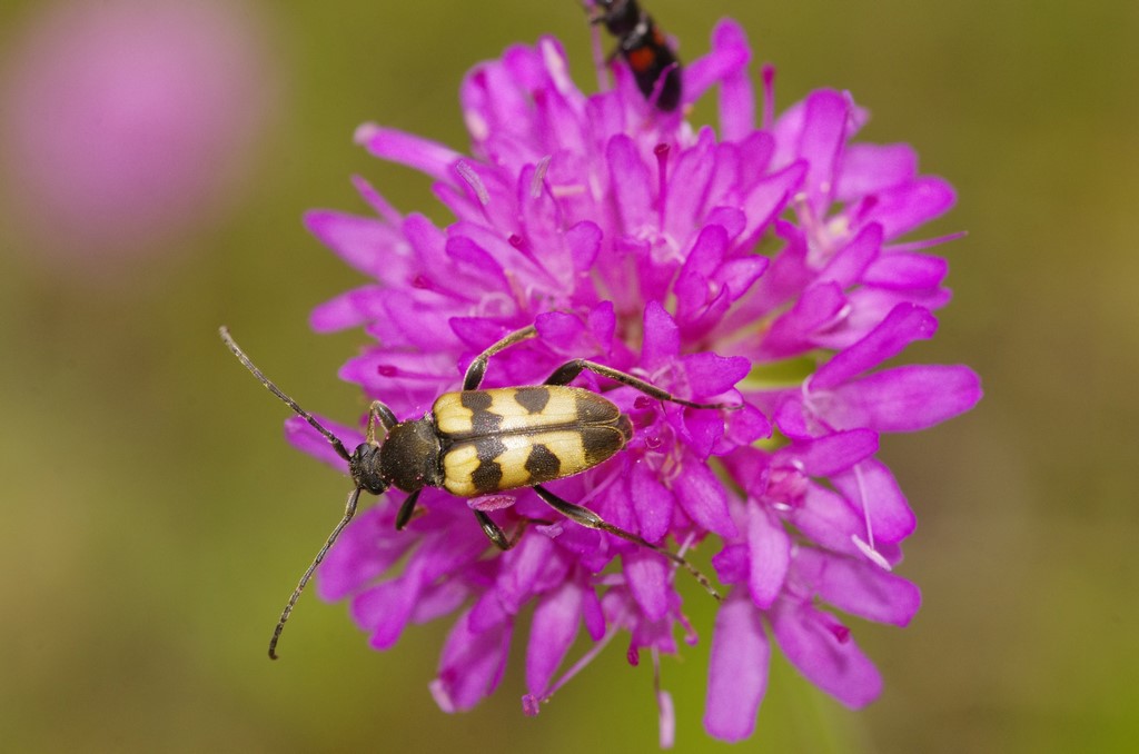 Pachytodes erraticus, Cerambycidae