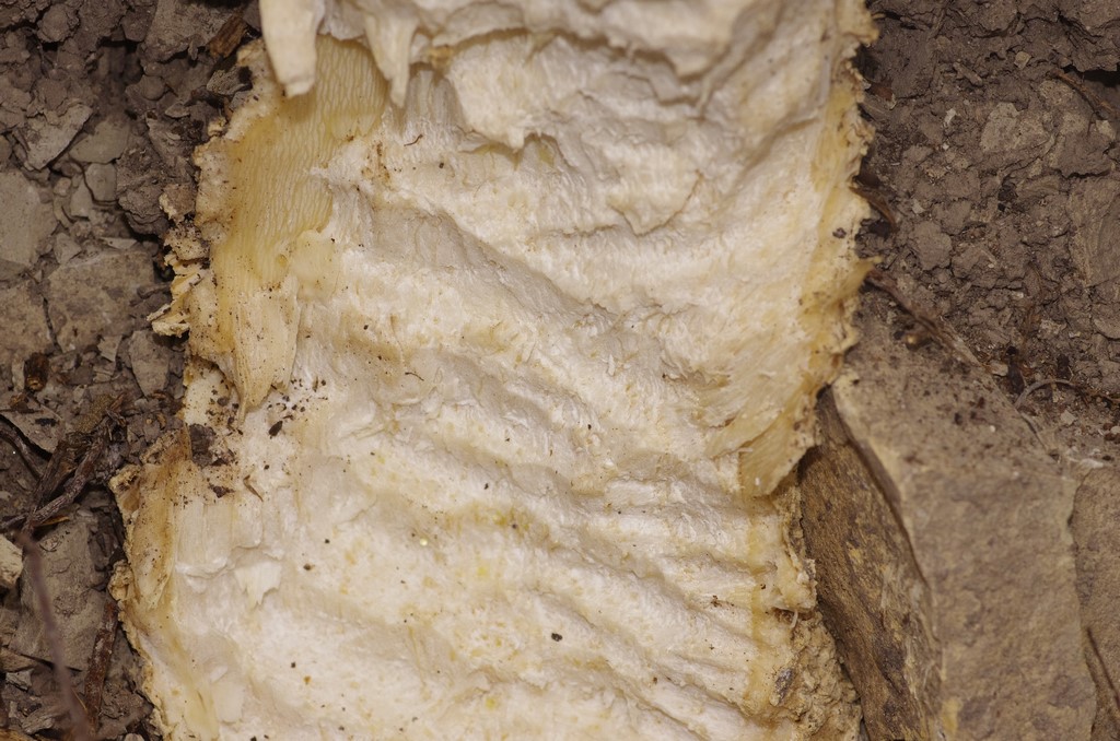 tubero rosicchiato da...?