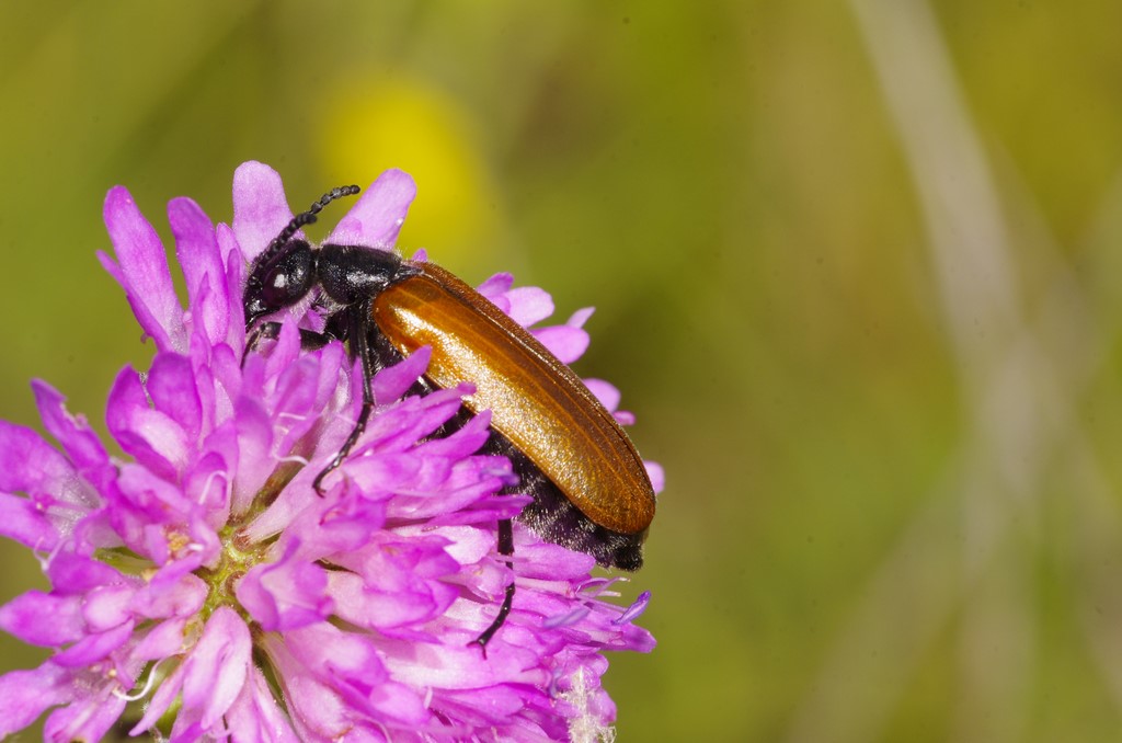 Lydus trimaculatus italicus, Meloidae