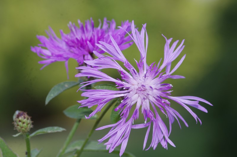 centaurea ma quale? - Centaurea nigrescens