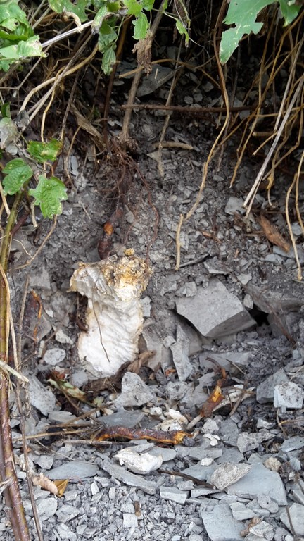 tubero rosicchiato da...?