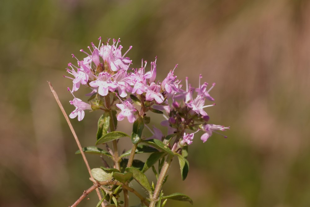fiori violetti - Thymus sp