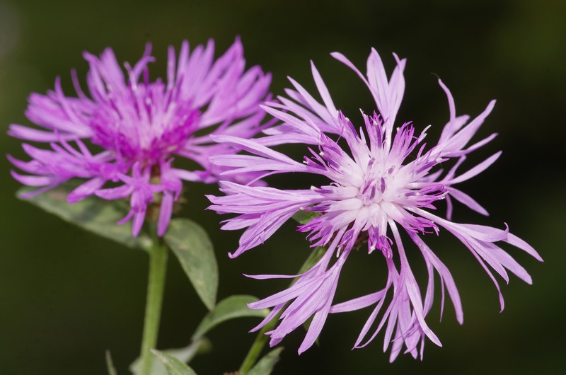 centaurea ma quale? - Centaurea nigrescens