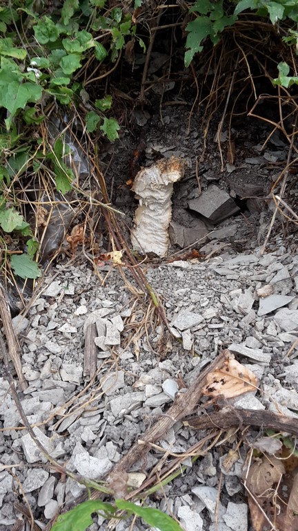 tubero rosicchiato da...?