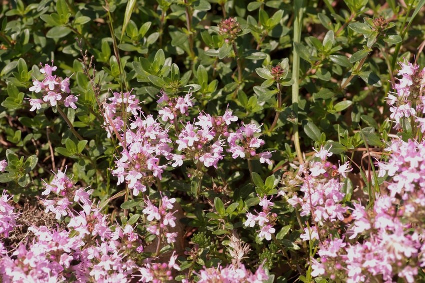 fiori violetti - Thymus sp