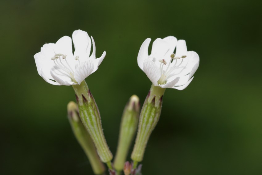 fiore bianco - Silene sp.