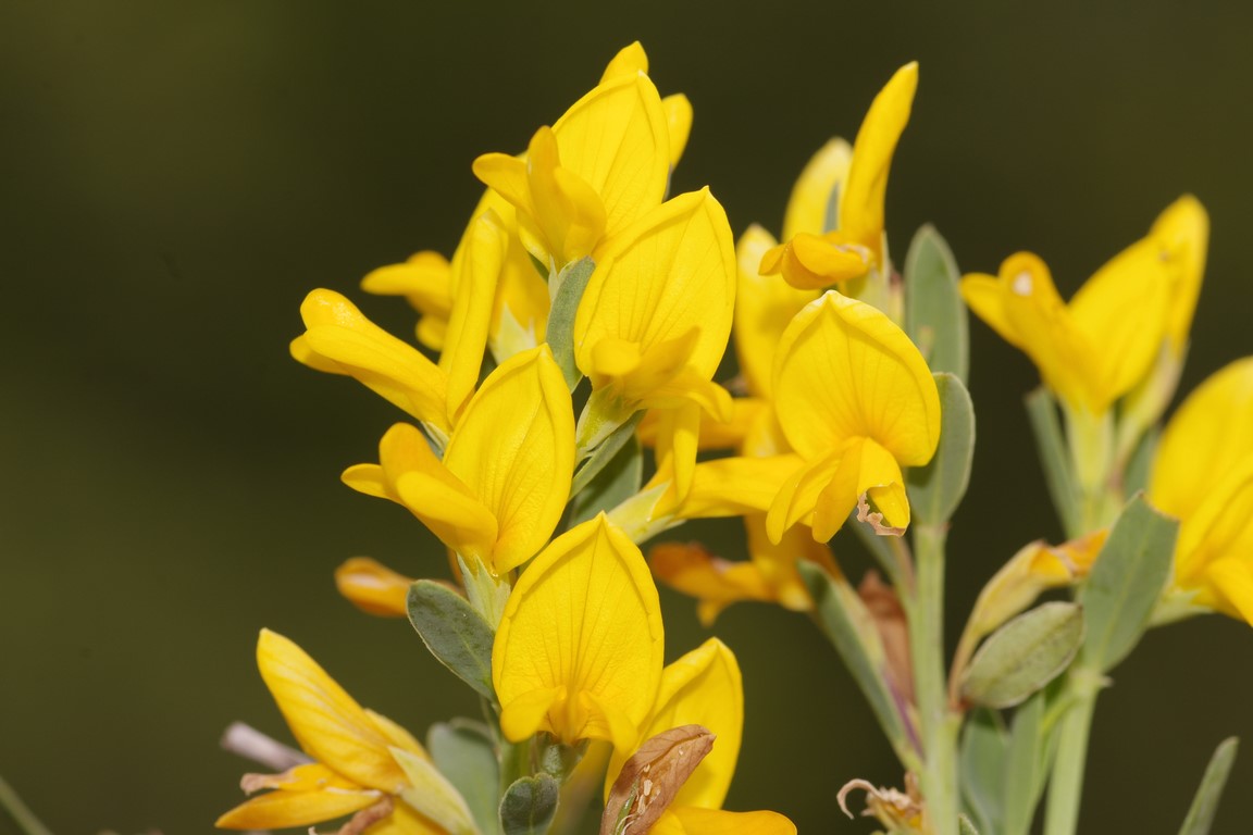 Genista januensis / Ginestra genovese