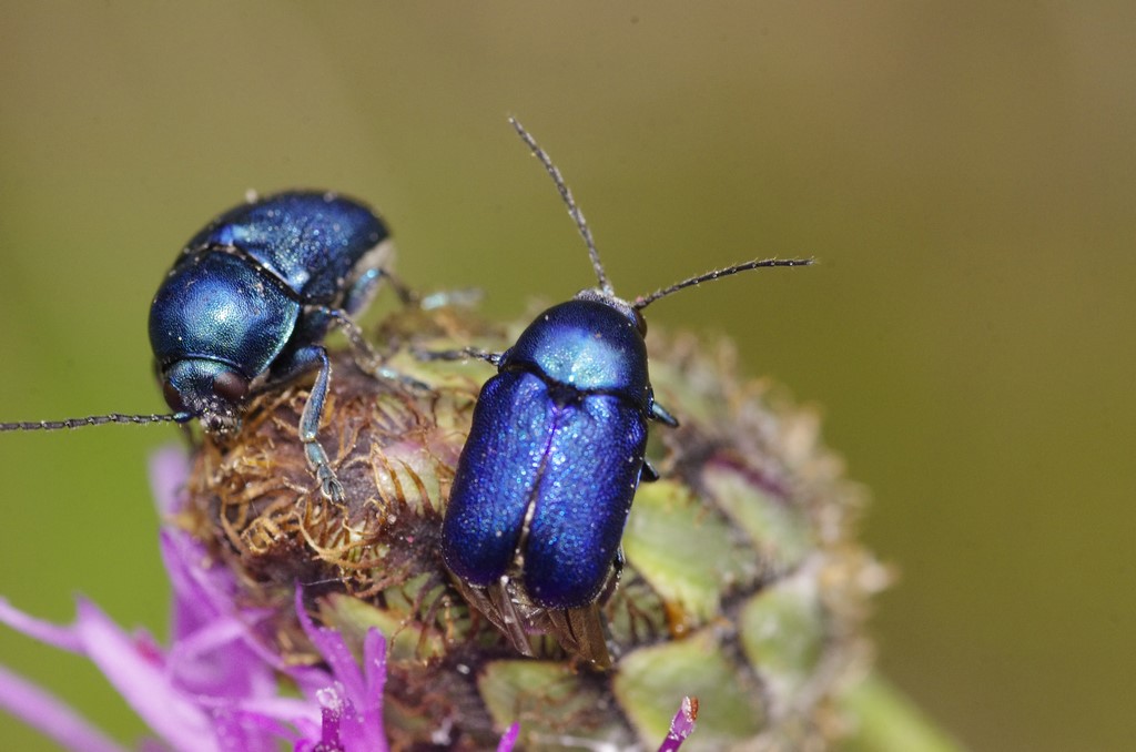 Chrysomelidae: Cryptocephalus zambanellus (f. blu)
