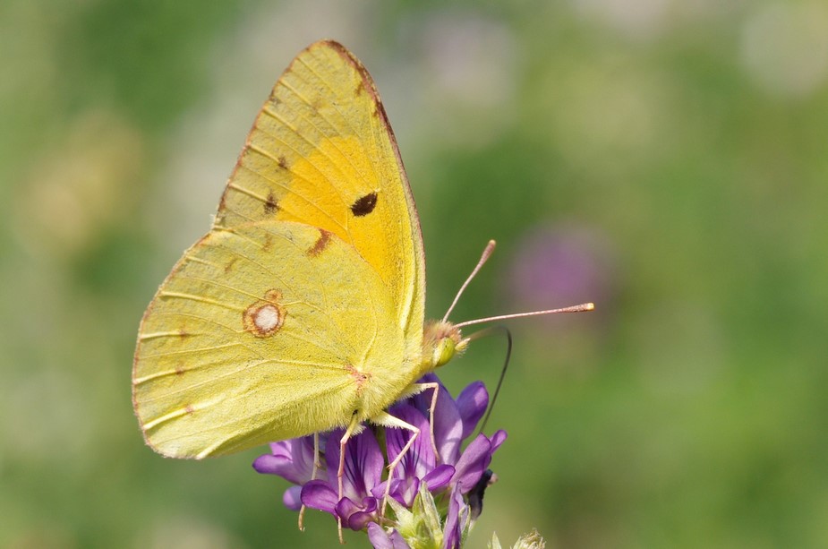 farfalla gialla da determinare - Colias crocea