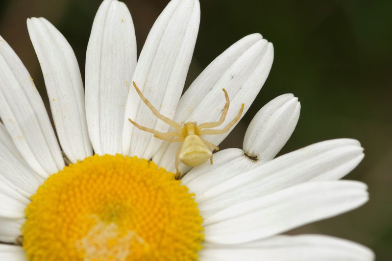Thomisus onustus - Salsomaggiore (PR)