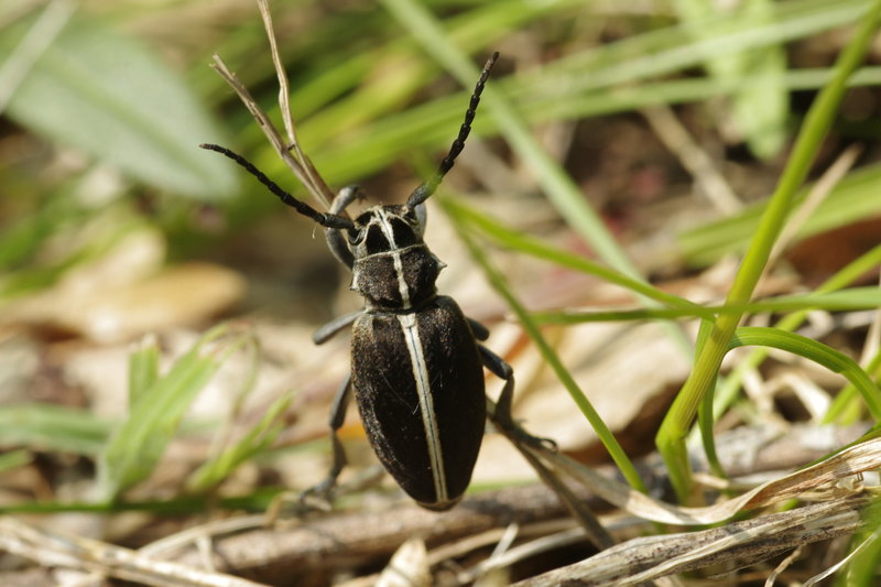 Dorcadion arenarium ssp. marsicanum